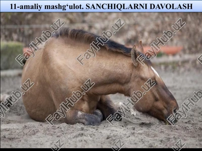sanchiqlarni davolash — PPTX
