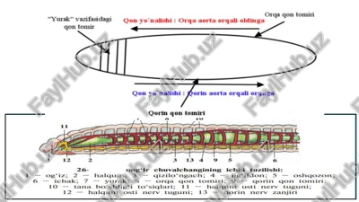 orga qon tomiri — PDF