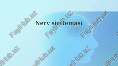 nervsirstemasi — PPTX