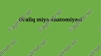 oraliq miya anatomiyasi — PPTX