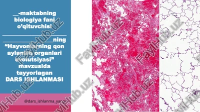 hayvonlarning qonaylanish organlari evolutsiyasi — PPTX