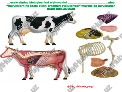 hayvonlarning hazm qilish organlari evolutsiyasi — PPTX