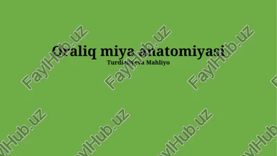 oraliq miya anatomiyasi — PPTX