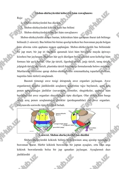 shıbın-shirkeylerdıń kóbeyiwi hám rawajlanıwı — DOCX