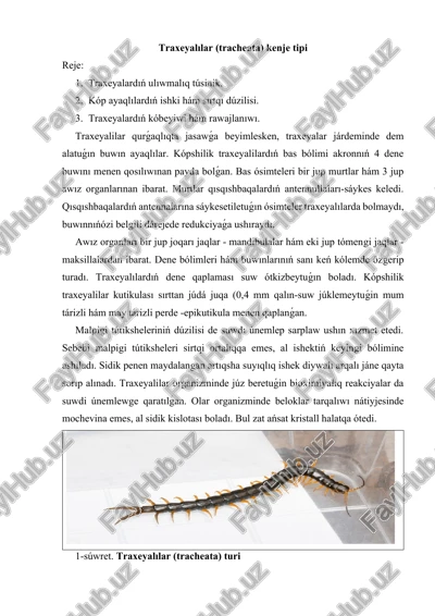 traxeyalilar (tracheata) kenje tipi — DOCX