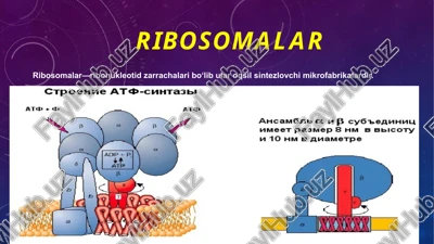 ribosomalar — PPTX