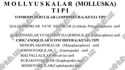 mollyuskalar (molluska) t i p i — PPTX