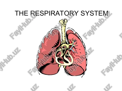 the respiratory system — PPT