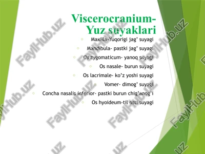 viscerocranium - yuz suyaklari yuqori jag suyagi pastki jag suyagi yanoq suyagi burun suyagi ko'z yoshi suyagi dimog' suyagi pastki burun chiganogi til osti suyagi — PPTX