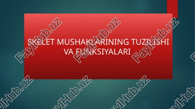 skelet mushaklarining tuzilishi va funksiyalari — PPTX