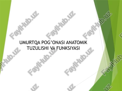 umurtqa pog’onasi anatomik tuzulishi va funksiyasi — PPTX