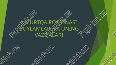 umurtqa pog’onasi boylamlari va uning vazifalari — PPTX