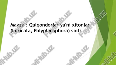 qalqondorlar yaʼni xitonlar (loricata, polyplacophora) sinfi — PPTX