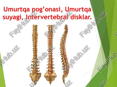 umurtqa pog’onasi, umurtqa suyagi, intervertebral disklar. — PPTX
