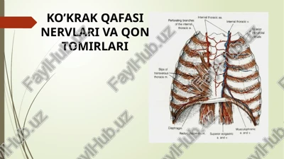 ko’krak qafasi nervlari va qon tomirlari — PPTX