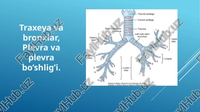 traxeya va bronxlar, plevra va plevra bo’shlig’i — PPTX