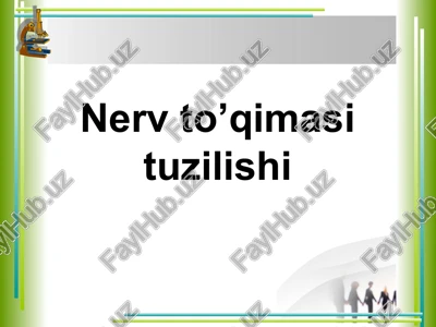 nerv to’qimasi tuzilishi — PPTX