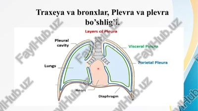 traxeya va bronxlar, plevra va plevra bo’shlig’i. — PPTX