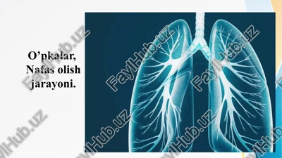 o’pkalar, nafas olish jarayoni. upka upkalar nafas olish jarayoni — PPTX