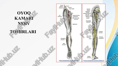 bel va dumg’aza chigali tarmoqlari oyoq kamari nerv tomirlari — PPTX