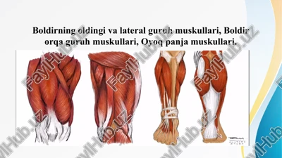 boldirning oldingi va lateral guruh muskullari, boldir orqa guruh muskullari, oyoq panja muskullari. — PPTX