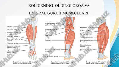 boldirning oldingi,orqa va lateral guruh muskullari boldirning oldingi orka va lateral muskullari — PPTX