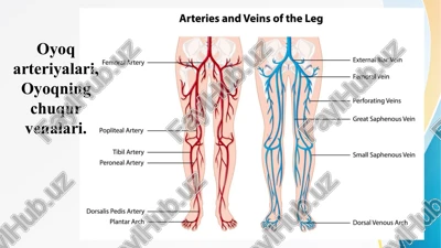 oyoq arteriyalari, oyoqning chuqur venalari. oyok arteriyalari oyokning chukur venalari — PPTX