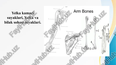 yelka kamari suyaklari, yelka va bilak sohasi suyaklari. elka kamari suyaklari elka va bilak soxasi suyaklari — PPTX
