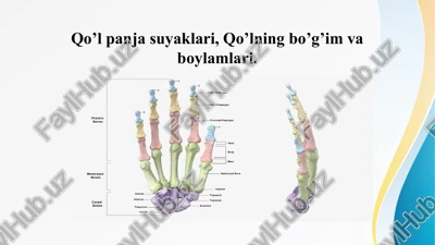 qo’l panja suyaklari, qo’lning bo’g’im va boylamlari. — PPTX