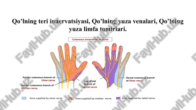 qo’lning teri innervatsiyasi, qo’lning yuza venalari, qo’lning yuza limfa tomirlari. — PPTX