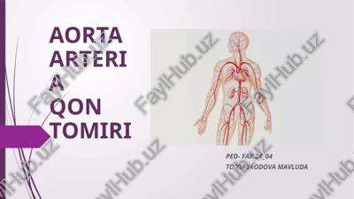 aorta arteriaqon tomiri — PPTX