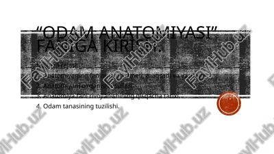 "odam anatomiyasi" — PPTX