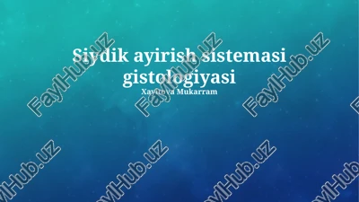 siydik ayirish sistemasi gistologiyasi — PPTX