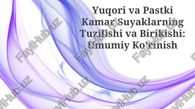 yuqori va pastki ekstremitalar suyaklarning tuzilishi: umumiy ko'rinish — PPTX