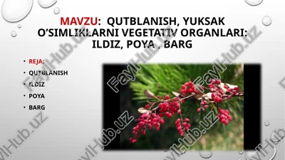qutblanish, yuksako’simliklarnivegetativ organlari: ildiz, poya, barg — PPTX