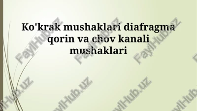 ko'krak, diafragma va qorin mushaklari anatomiyasi — PPTX
