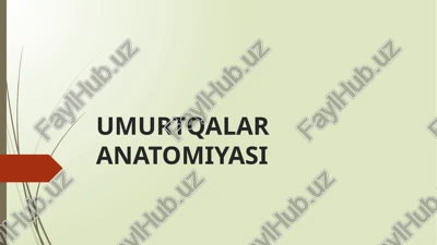 umurtqalar anatomiyasi — PPTX