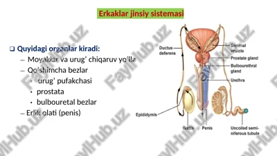 erkaklar jinsiy sistemasi — DOCX