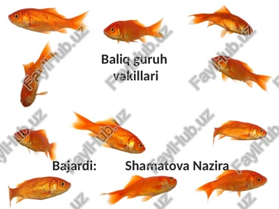 baliq guruh — PPTX