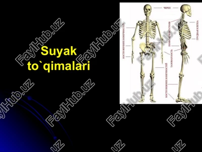 suyakto`qimalari — PPTX
