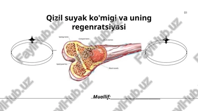 qizil suyak ko'migi va uning regenratsiyasi — PPTX