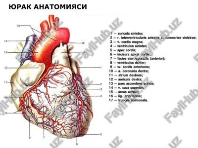 yurak anatomiyasi — PPT