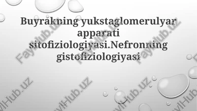 buyrakning yuxtaglomerulyar apparati sitofiziologiyasi va nefronning gistofiziologiyasi — PPTX