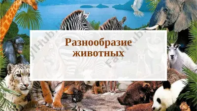 raznoobrazie jivotnix — PPTX