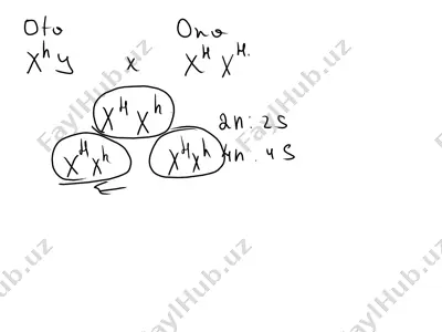 05.08.2025 sefr 2-varinat — PDF