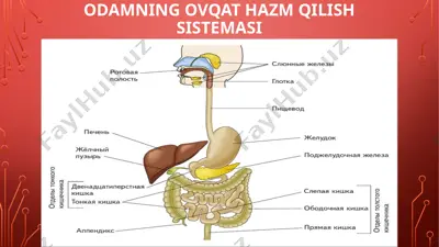 6-sinf. sciens. odamning ovqat — PPTX