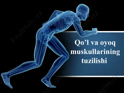 qo’l va oyoq muskullarining tuzilishi — PPTX