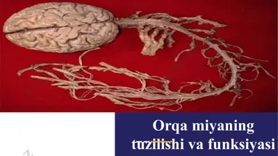 orqa miyaning tuzilishi va funksiyasi — PPTX