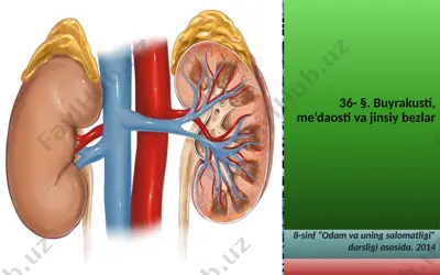 buyrakusti, me’daosti va jinsiy bezlar. 8 - sinf — PPTX