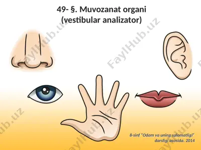 muvozanat organi (vestibular analizator). 8 - sinf — PPTX